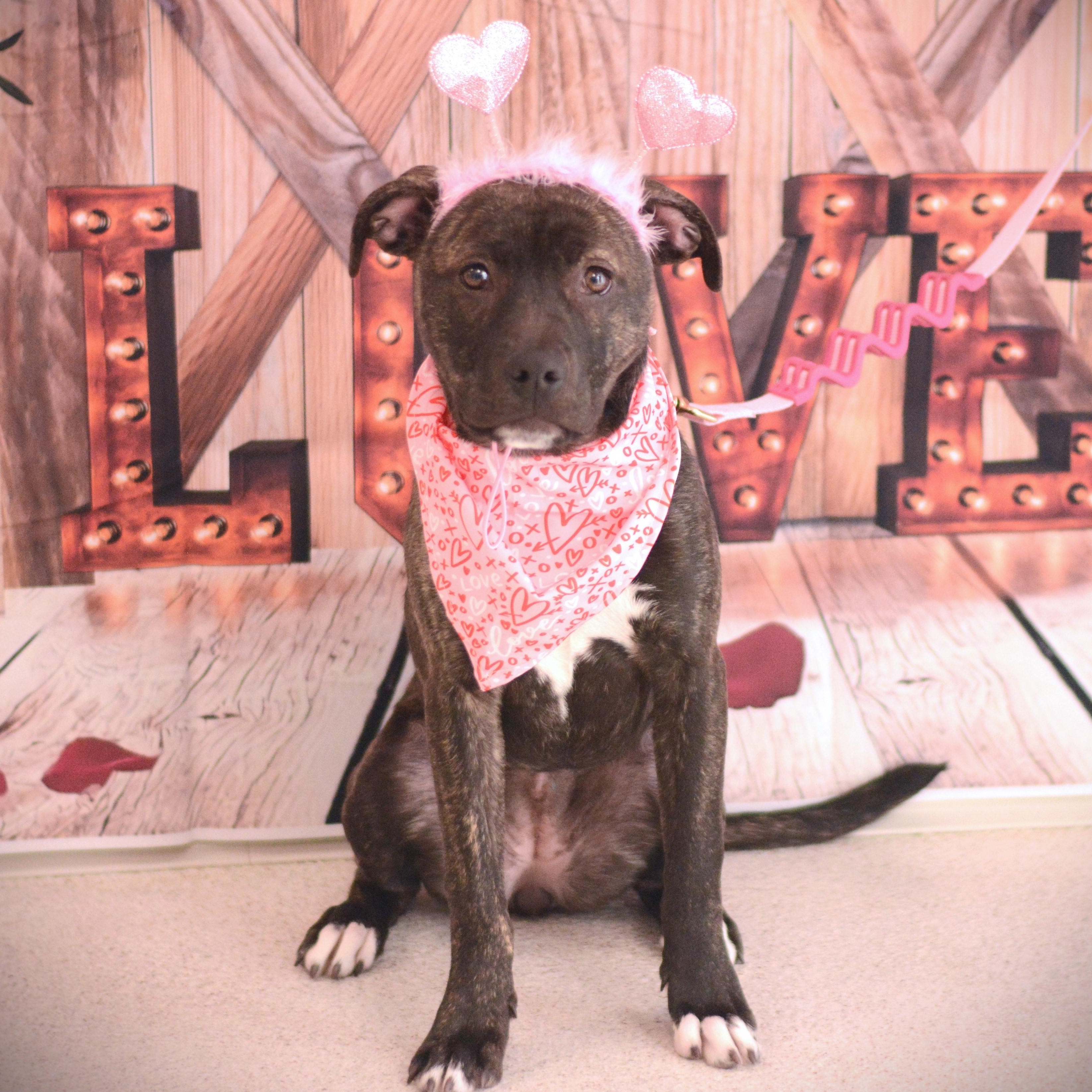 Enlarge Daisy, an adopted mixed breed in Amsterdam, NY image 1/5