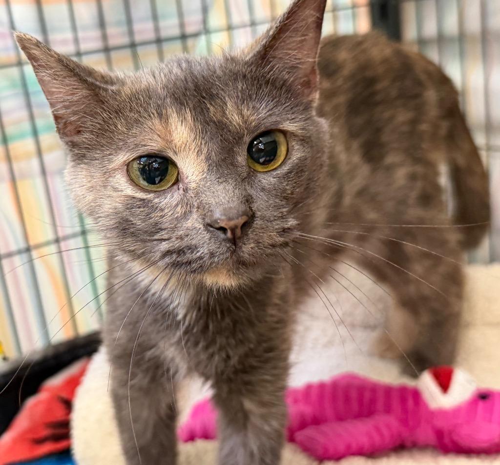 Enlarge SweetPea, a Adoptable mixed breed in Columbia, IL image 1/2