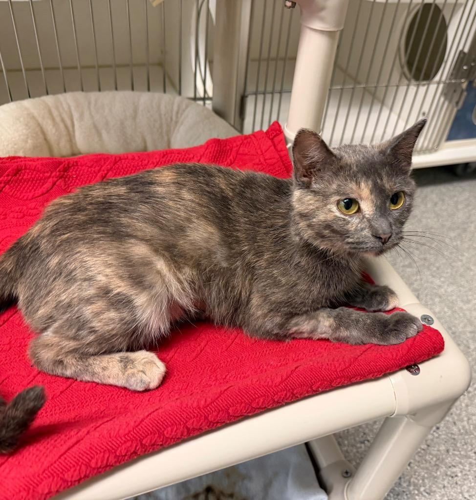 SweetPea, Adoptable, Young Female Domestic Short Hair.