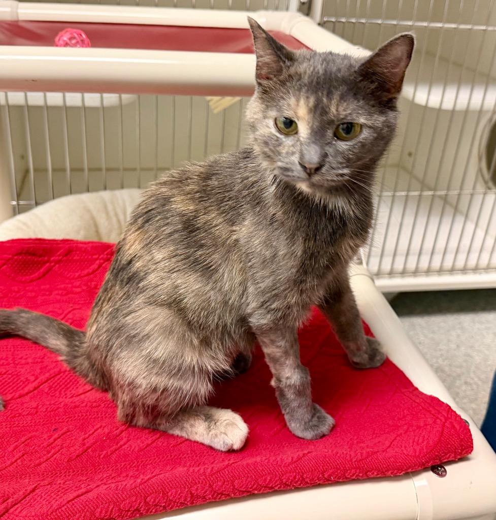 Enlarge SweetPea, a Adoptable mixed breed in Columbia, IL image 3/6