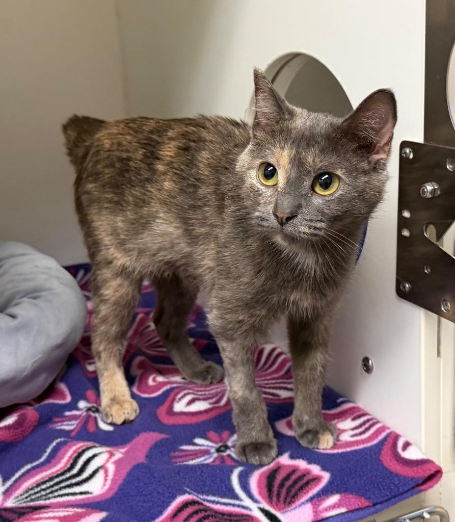 Enlarge SweetPea, a Adoptable mixed breed in Columbia, IL image 4/6