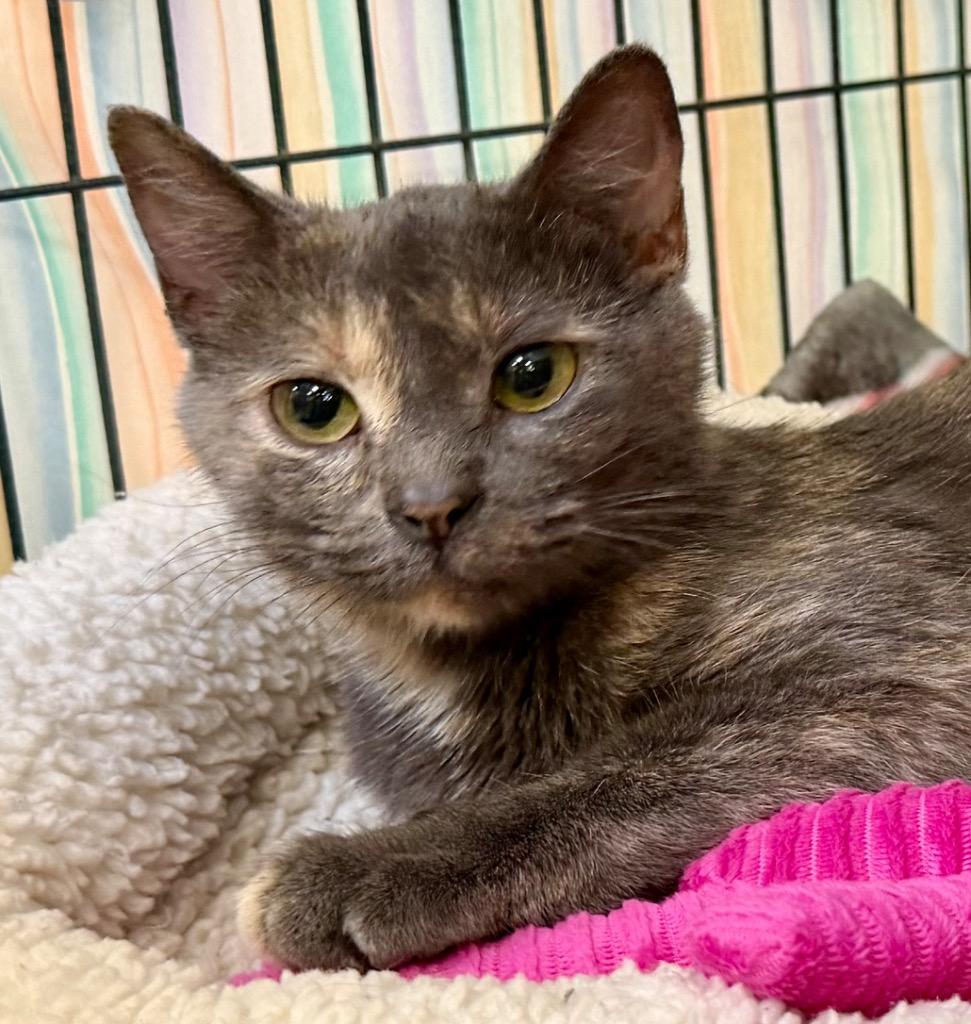 Enlarge SweetPea, a Adoptable mixed breed in Columbia, IL image 5/6