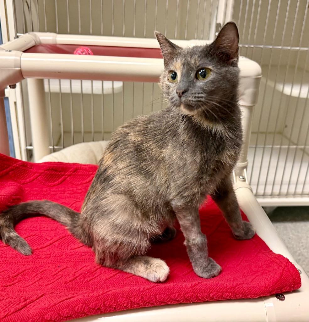 Enlarge SweetPea, a Adoptable mixed breed in Columbia, IL image 6/6