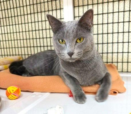 Ajax, Adopted, Adult Male Domestic Short Hair.