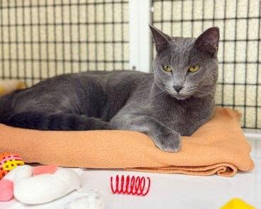 Ajax, a Adopted Domestic Short Hair in Seal Beach, CA image 2/3