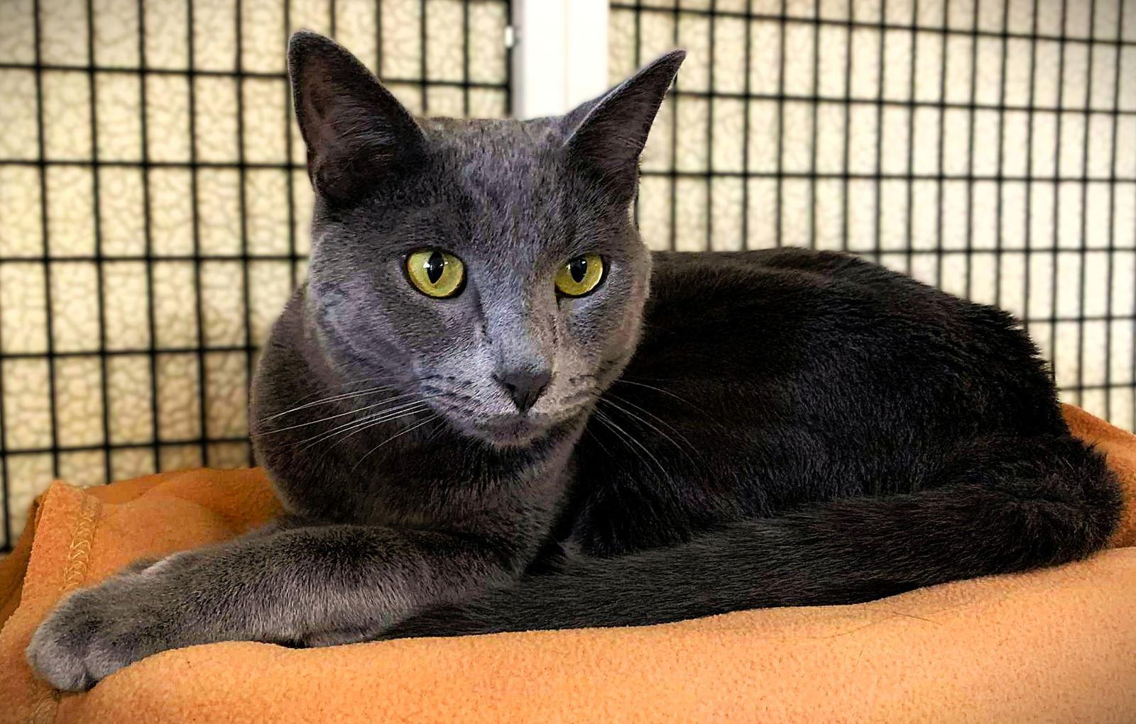 Ajax, a Adopted Domestic Short Hair in Seal Beach, CA image 3/3