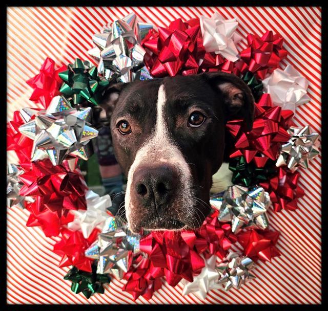 Enlarge MARMIE, a Adoptable mixed breed in Frisco, CO image 1/1