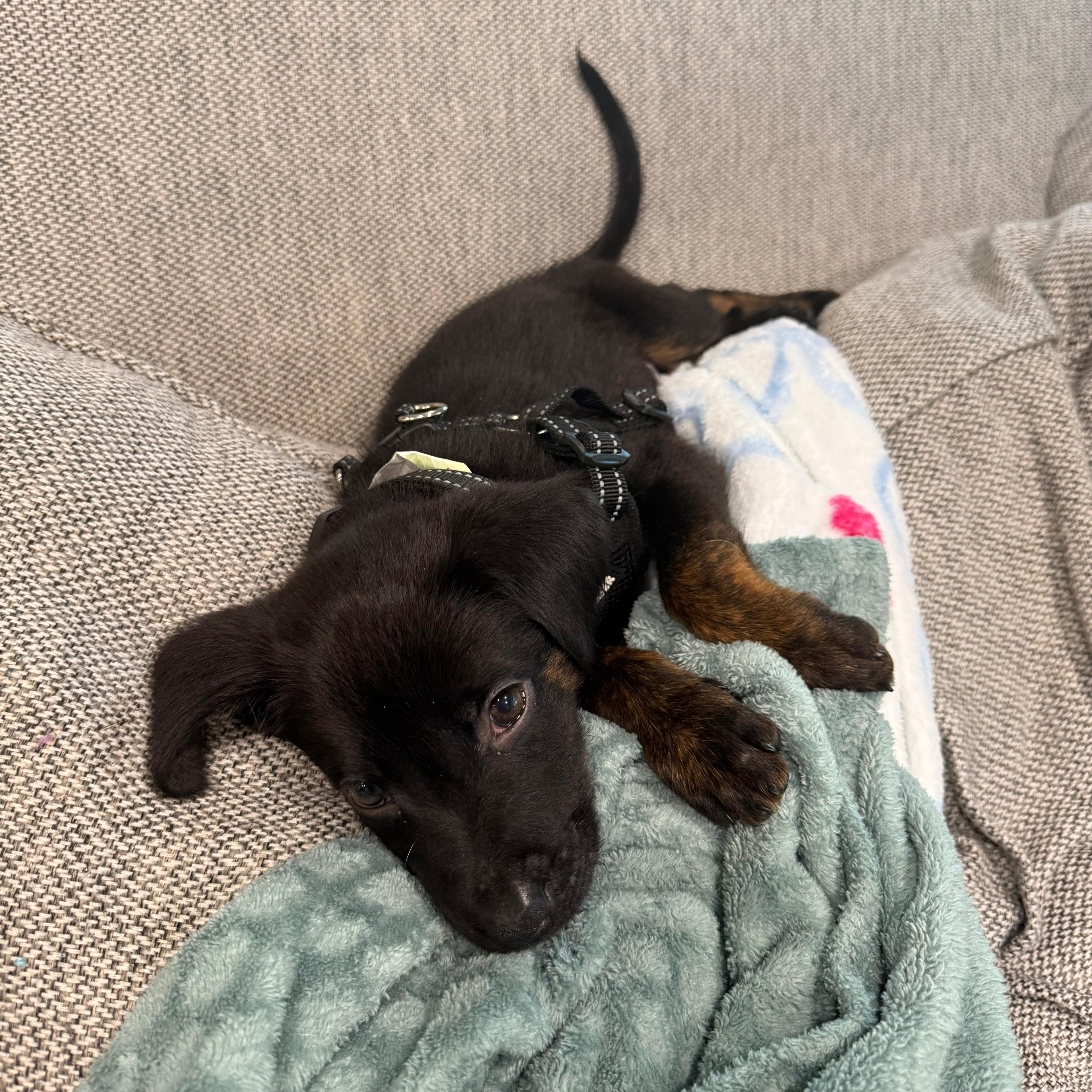 Enlarge Angela, an adopted mixed breed in Annapolis, MD image 4/5