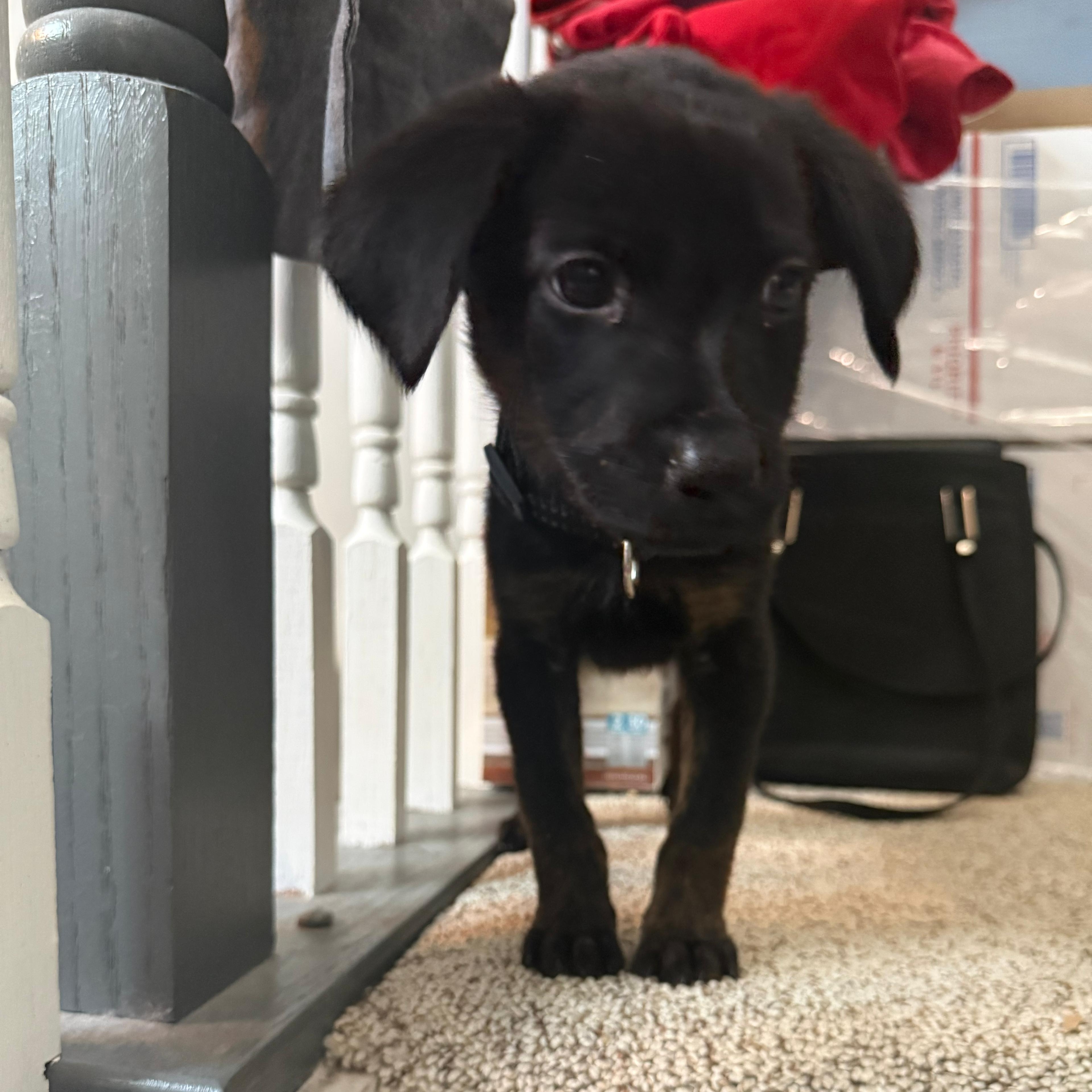 Enlarge Angela, an adopted mixed breed in Annapolis, MD image 3/5