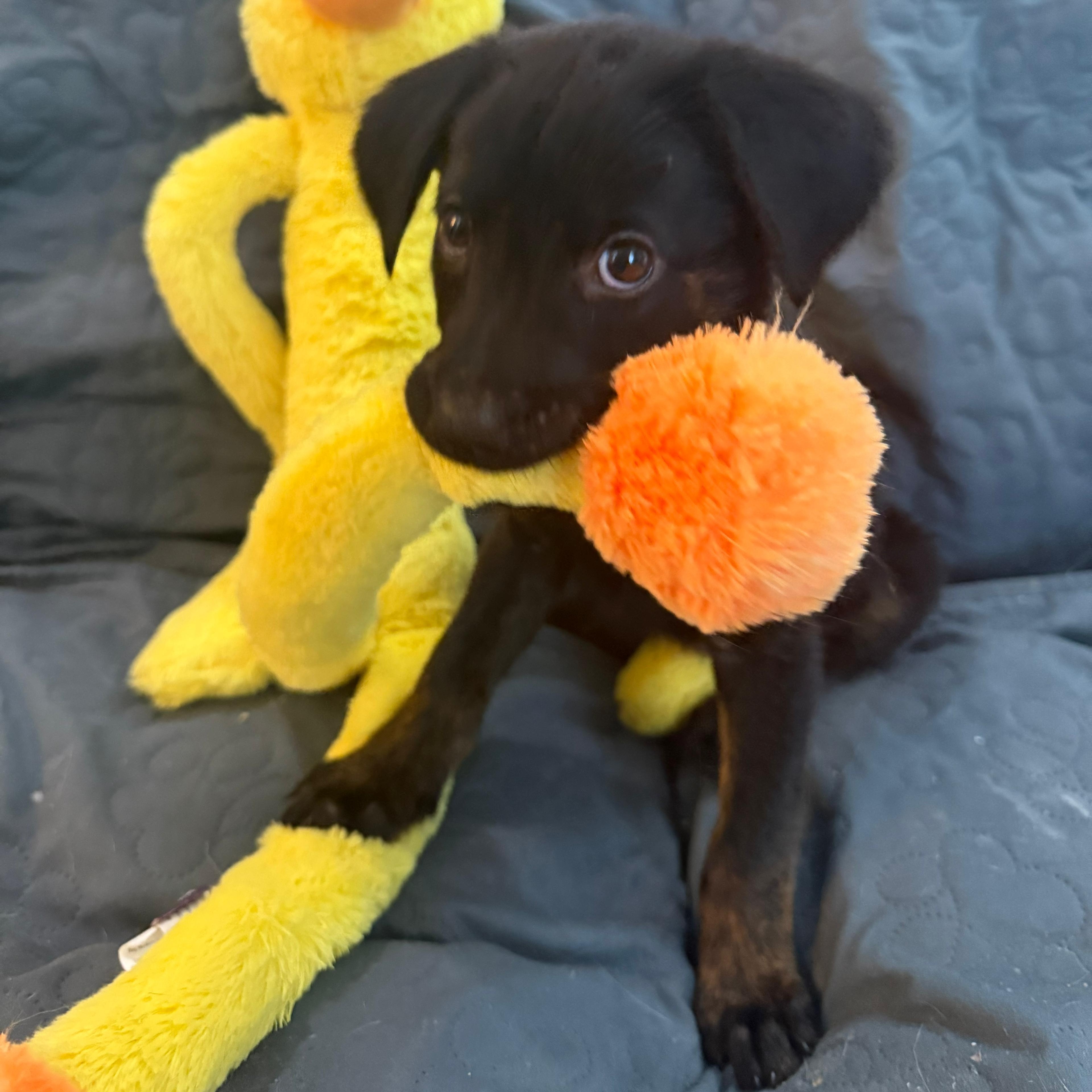 Enlarge Angela, an adopted mixed breed in Annapolis, MD image 5/5