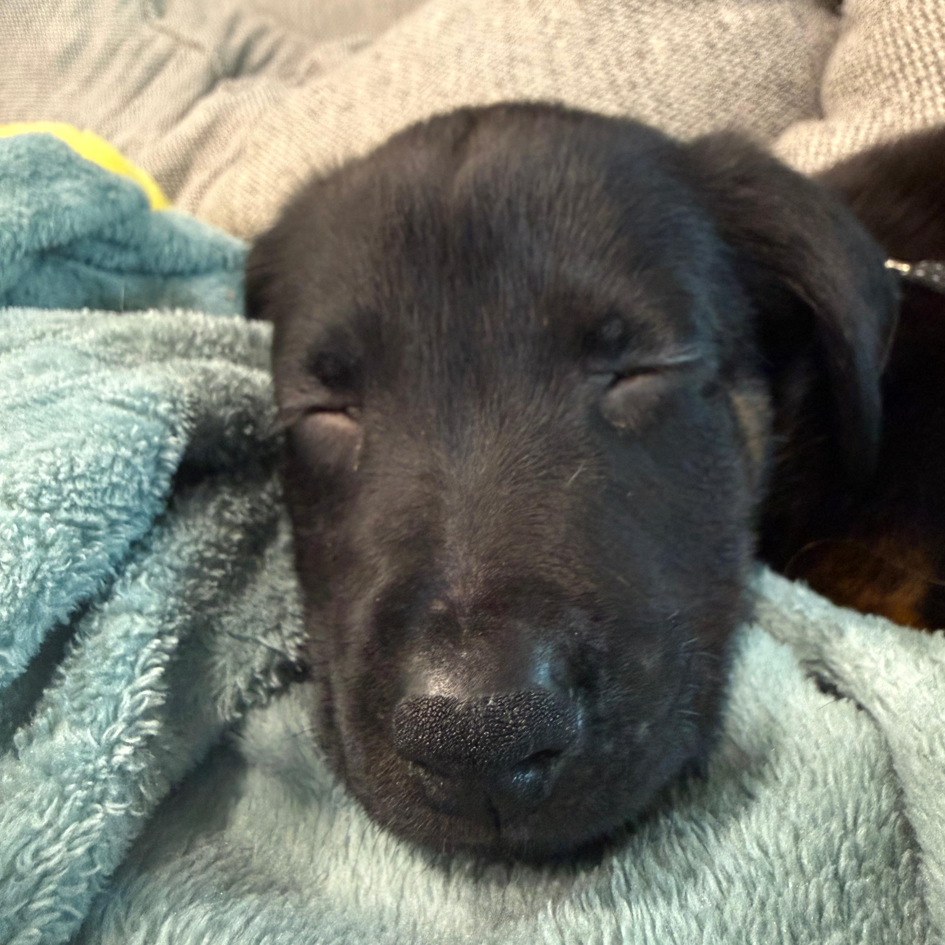 Enlarge Angela, an adopted mixed breed in Annapolis, MD image 2/5