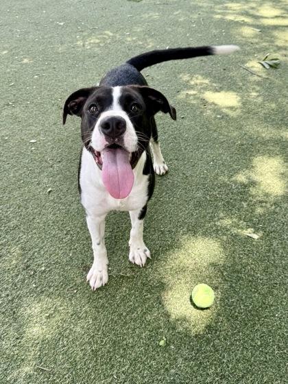 Bob, Adoptable, Young Male Terrier & Mixed Breed.
