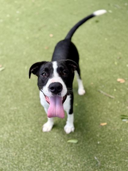 Bob, a Adoptable mixed breed in Picayune, MS image 2/3
