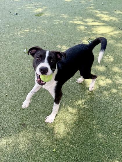 Bob, a Adoptable mixed breed in Picayune, MS image 3/3