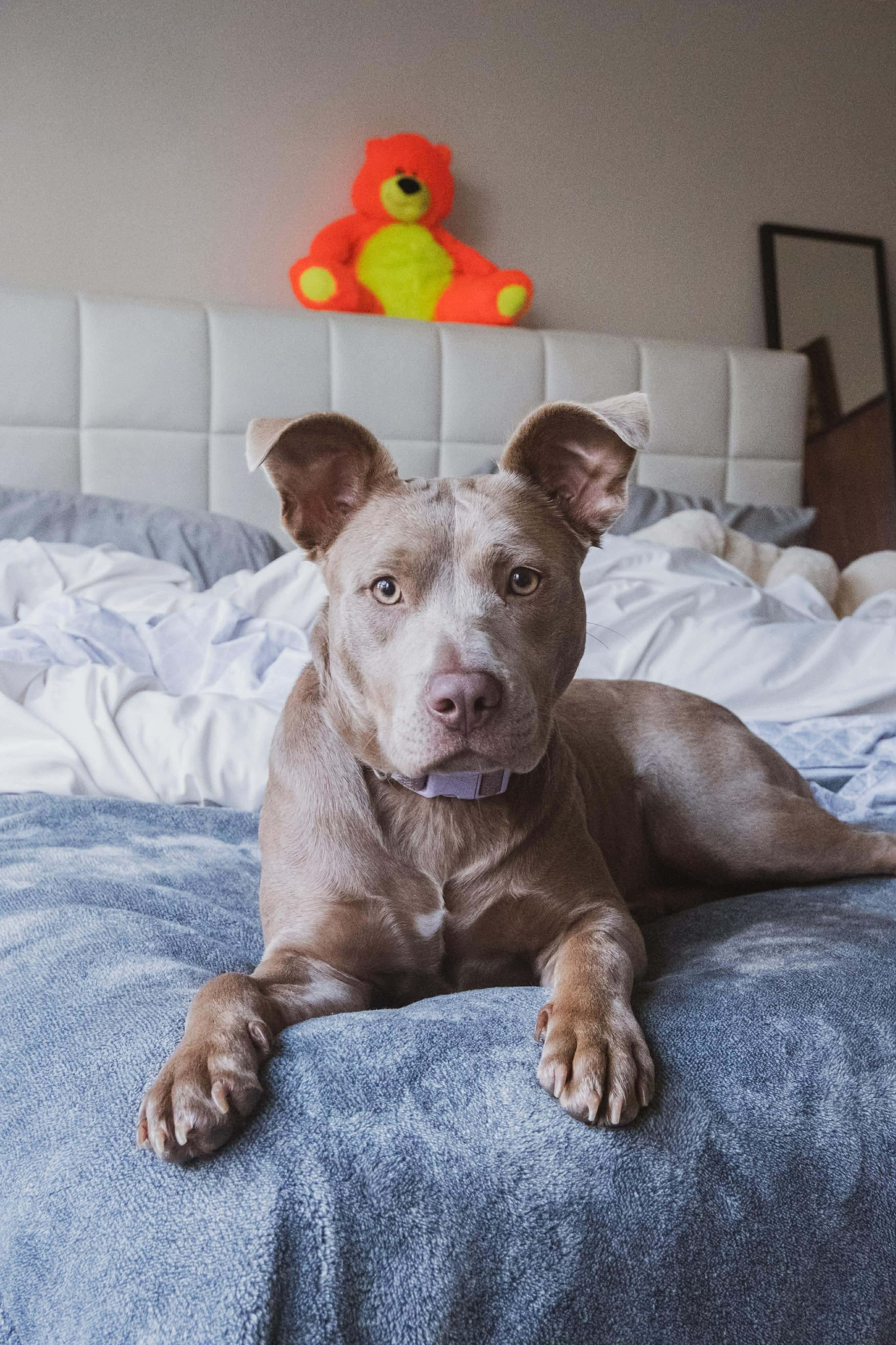 Enlarge Kiwi, a Adoptable mixed breed in Brattleboro, VT image 5/6