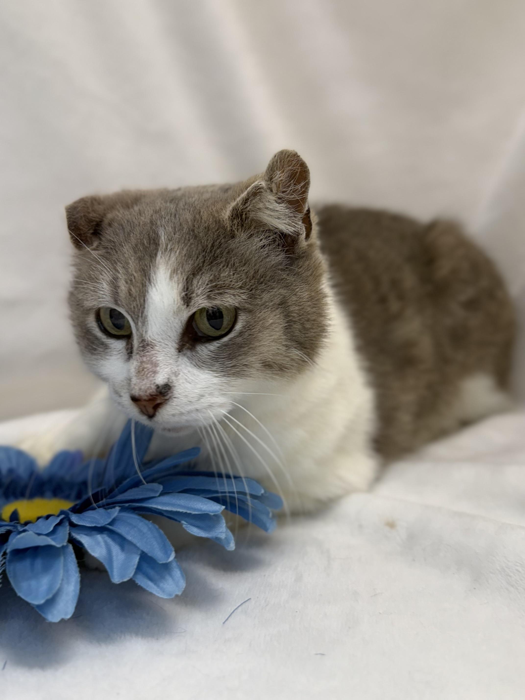 Eliza, ADOPTABLE, Young Female Domestic Short Hair.