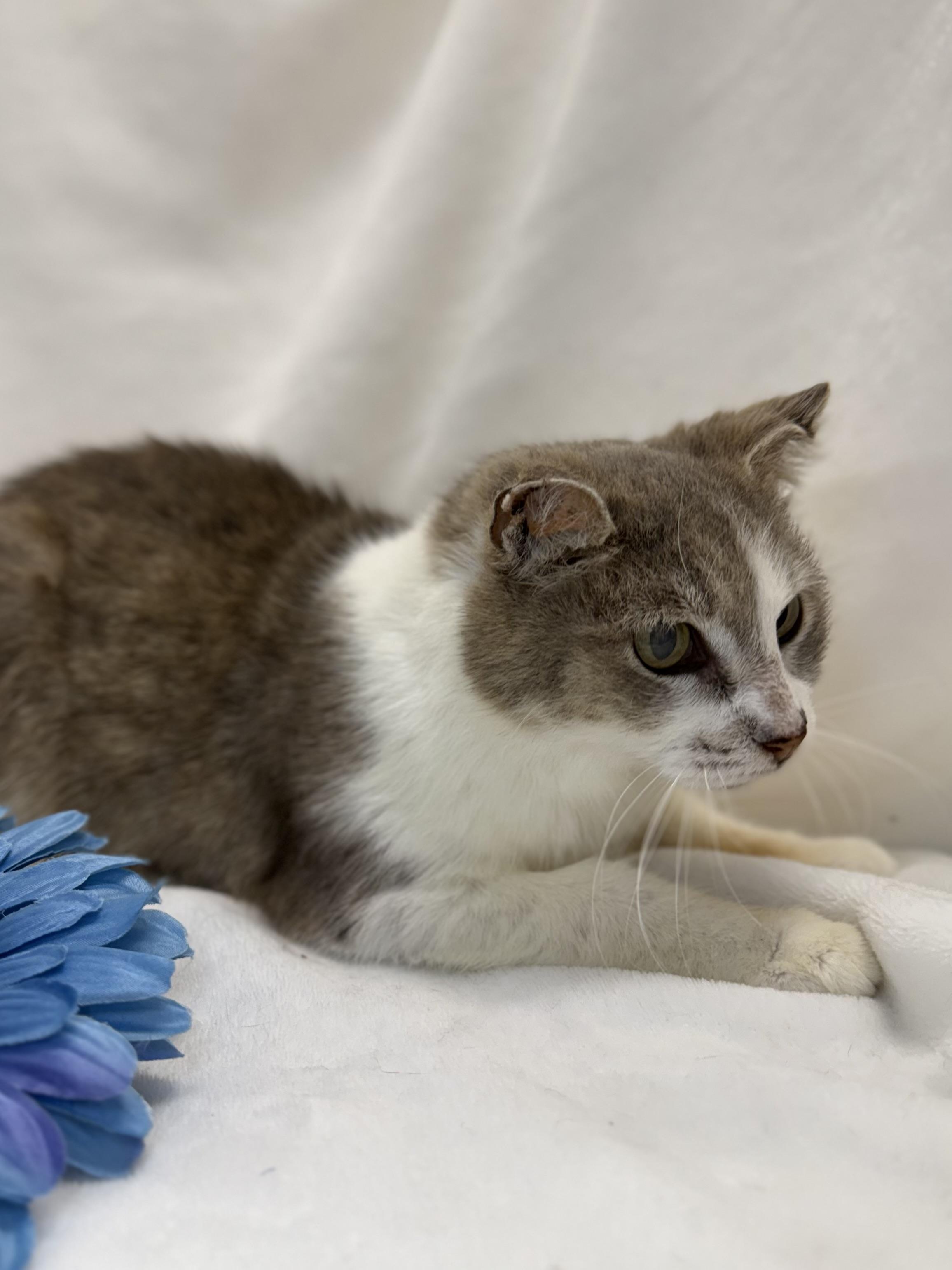 Enlarge Eliza, a ADOPTABLE Domestic Short Hair in Greensboro, NC image 2/2