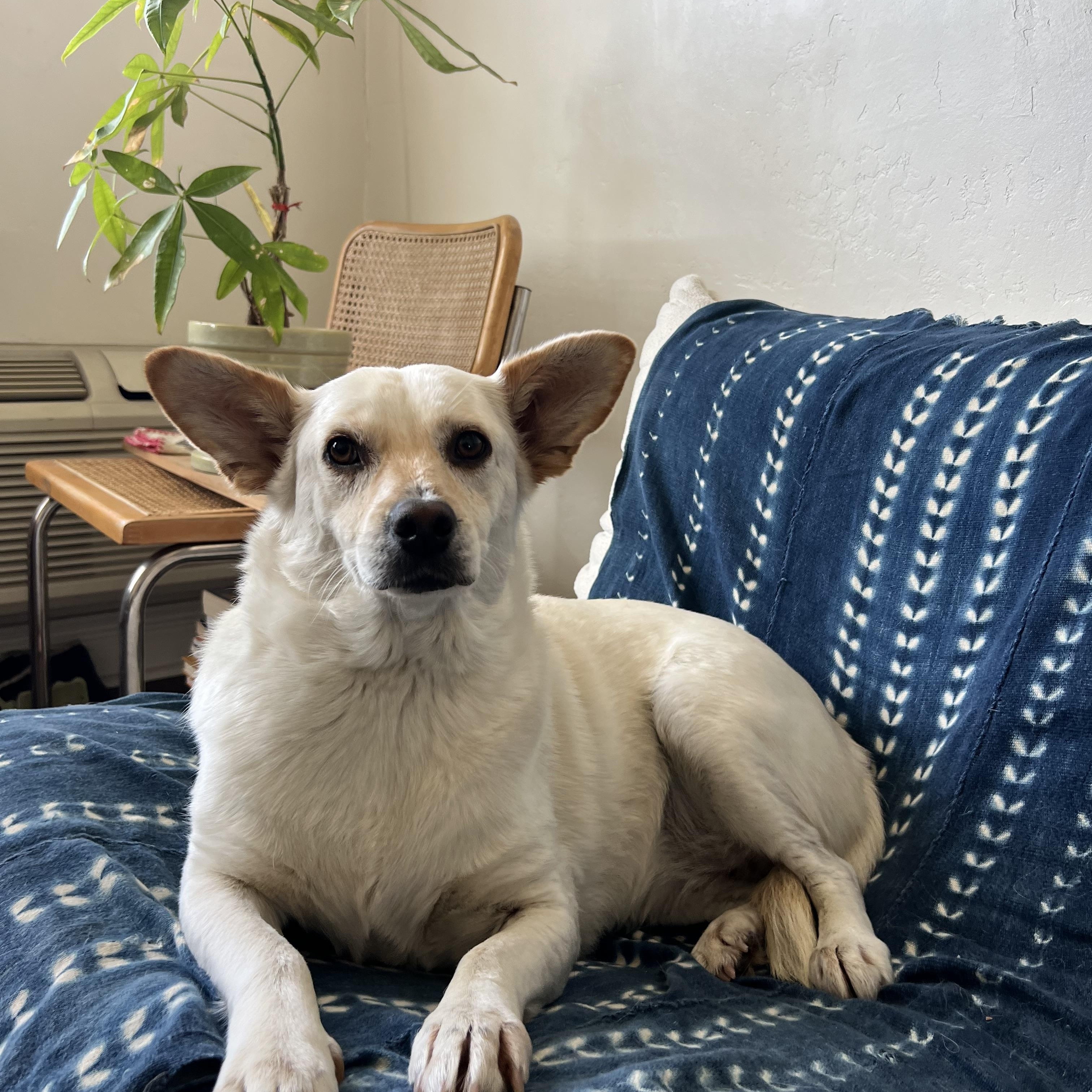 Enlarge Yami, a Adoptable mixed breed in San Diego, CA image 3/6