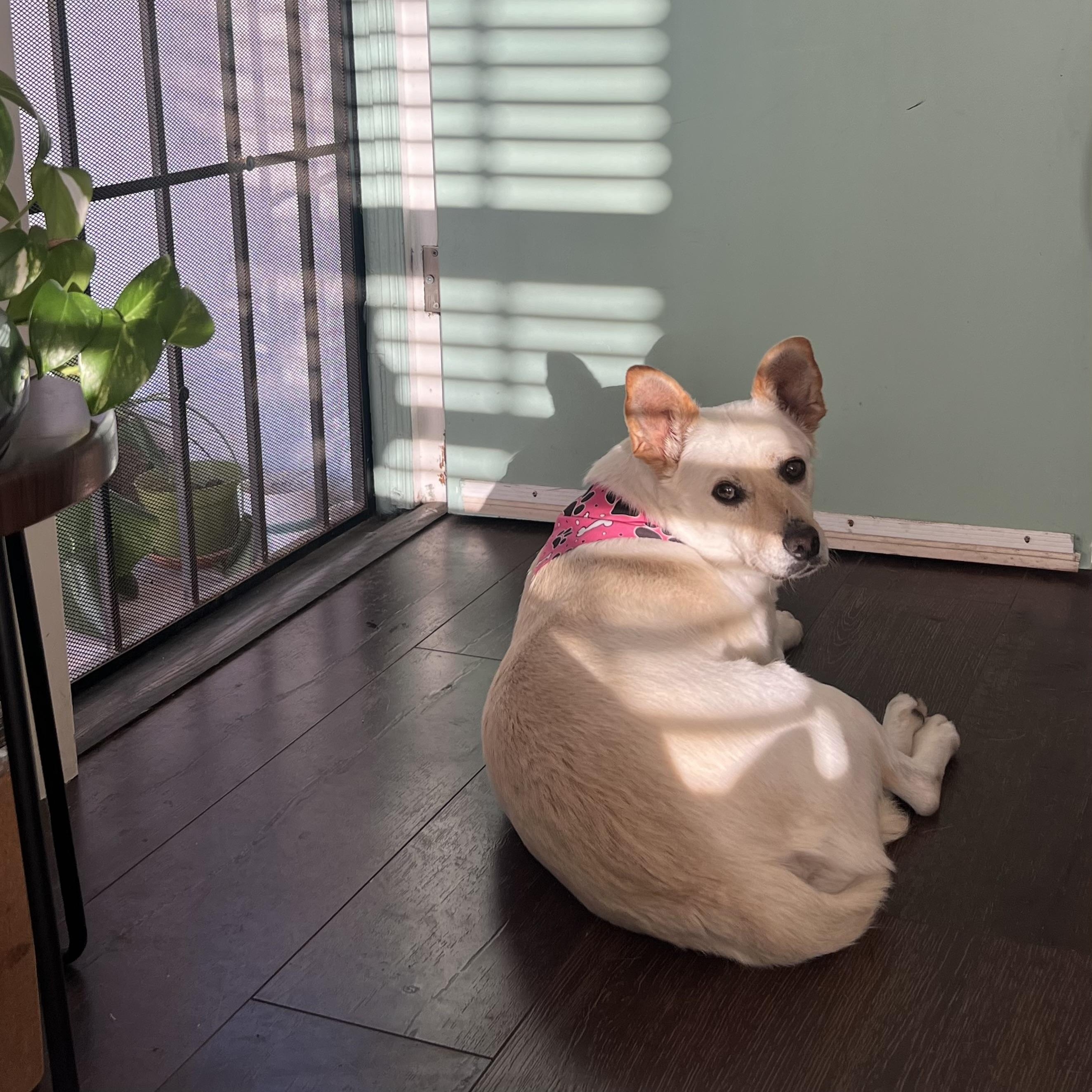 Enlarge Yami, a Adoptable mixed breed in San Diego, CA image 2/6