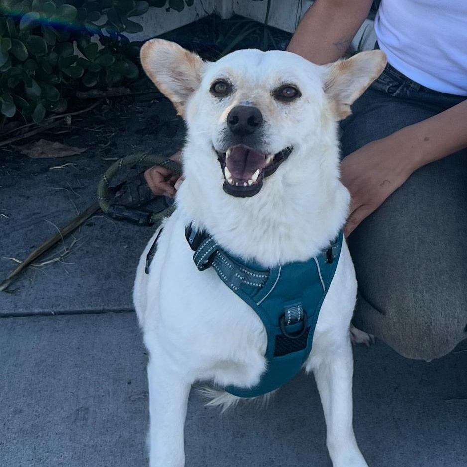 Enlarge Yami, a Adoptable mixed breed in San Diego, CA image 1/6