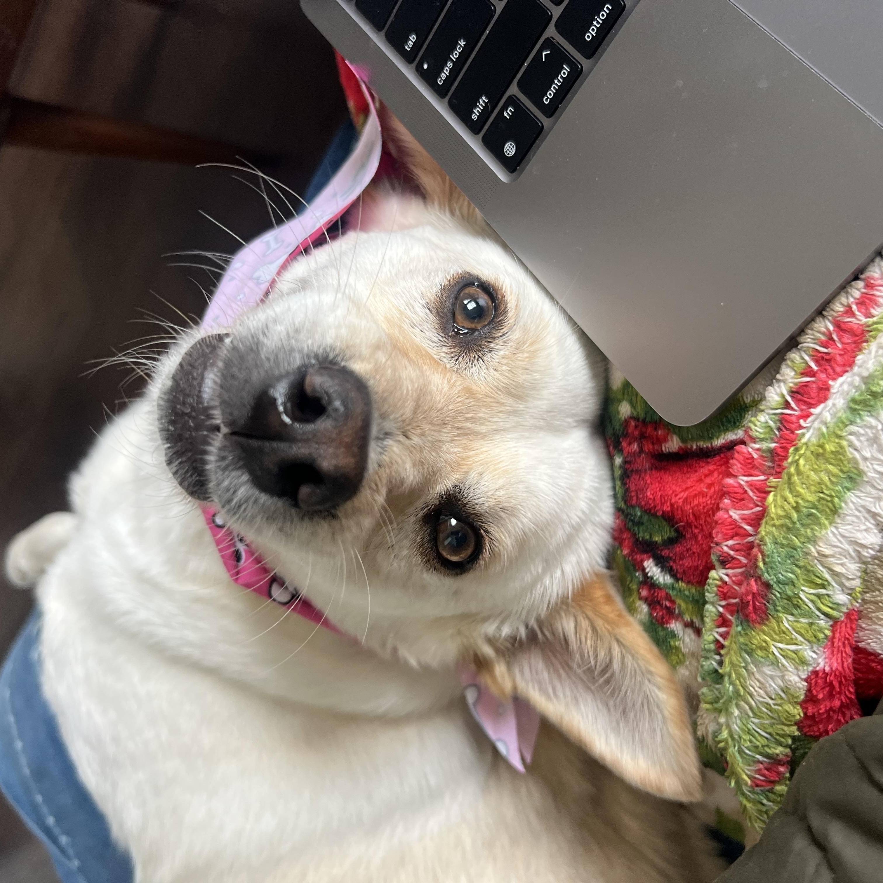 Enlarge Yami, a Adoptable mixed breed in San Diego, CA image 5/6