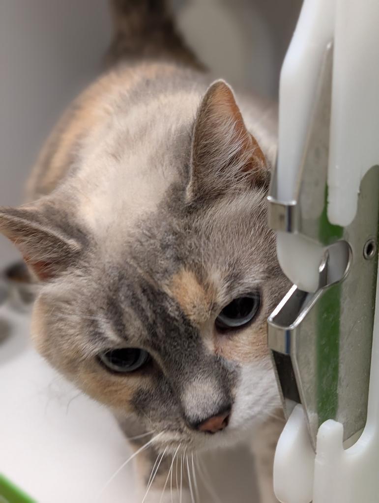 Enlarge Sugar, a Adoptable mixed breed in Greenfield, IN image 1/6