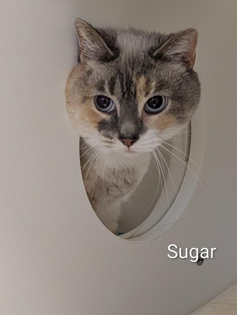 Enlarge Sugar, a Adoptable mixed breed in Greenfield, IN image 2/6