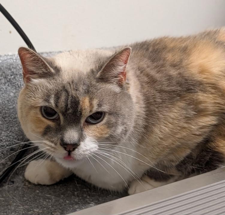 Enlarge Sugar, a Adoptable mixed breed in Greenfield, IN image 3/6
