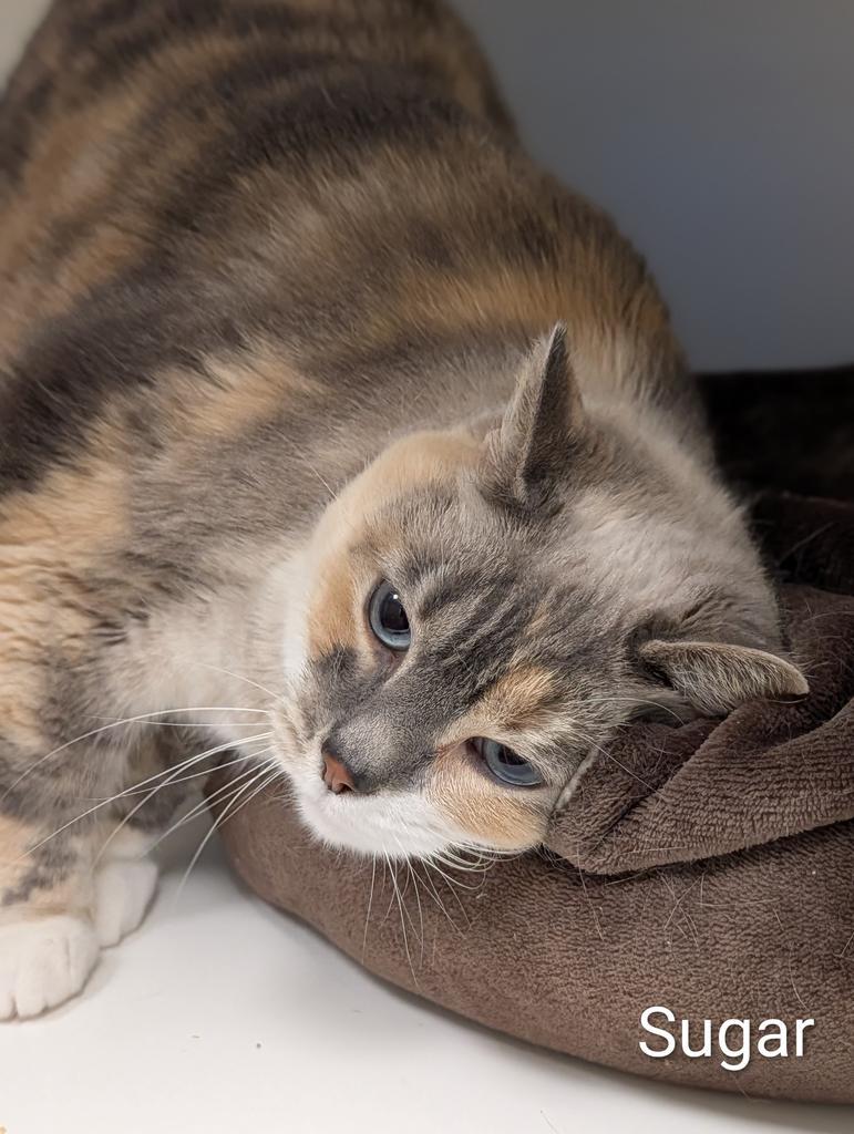 Enlarge Sugar, a Adoptable mixed breed in Greenfield, IN image 4/6