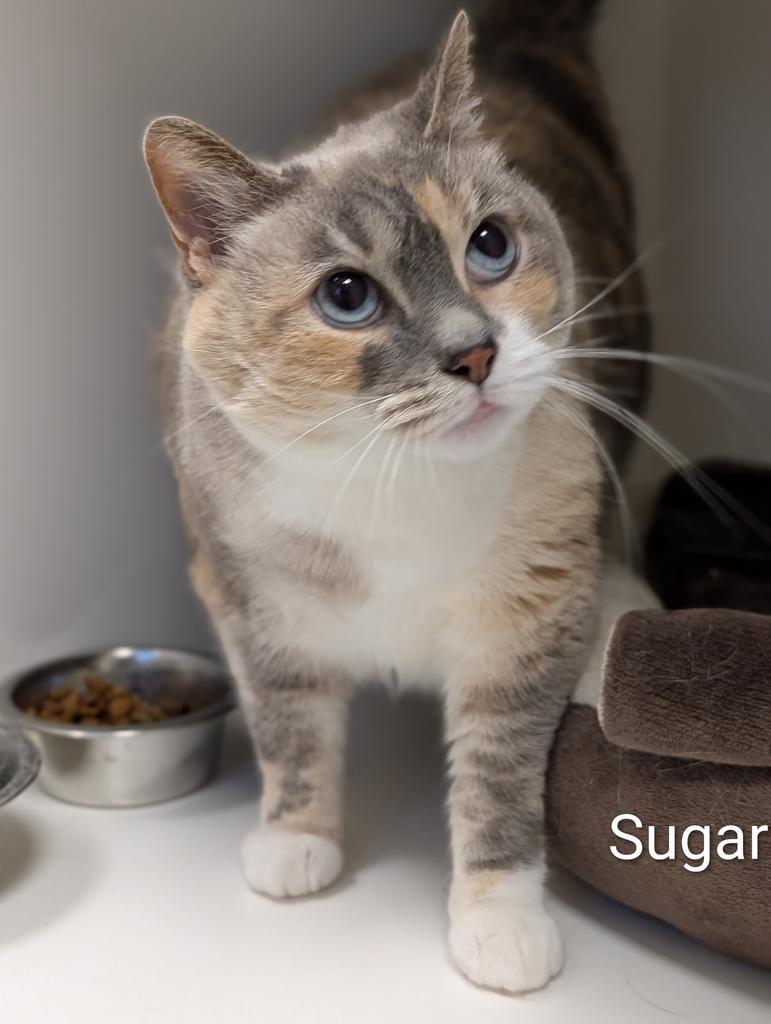 Enlarge Sugar, a Adoptable mixed breed in Greenfield, IN image 5/6