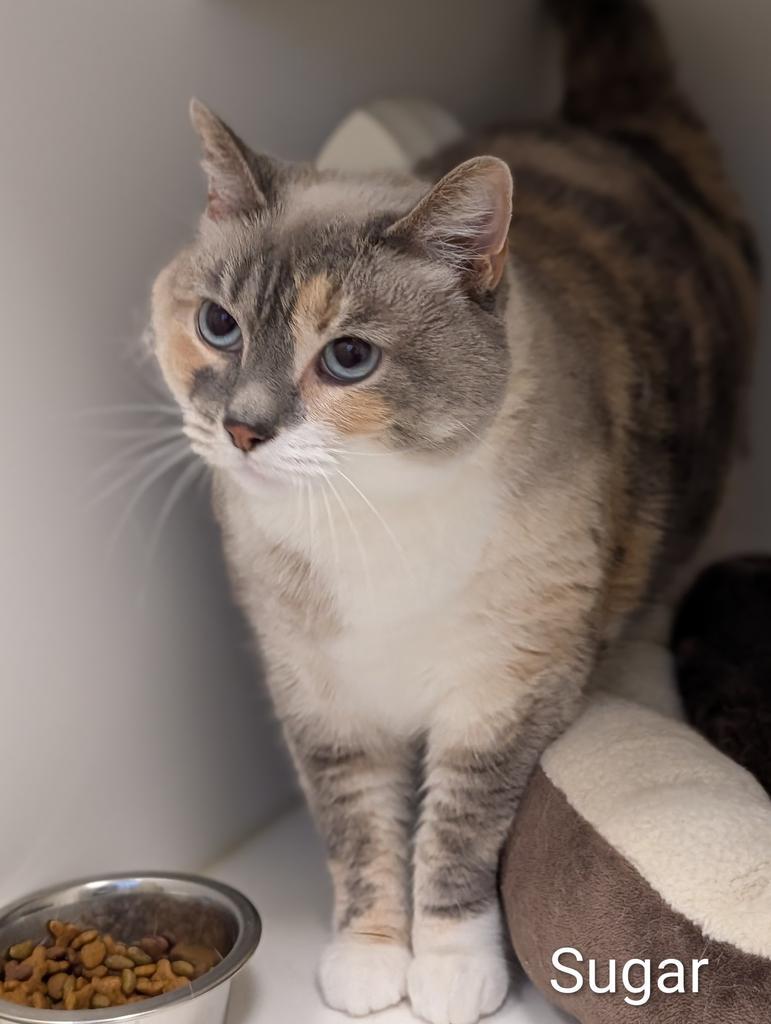 Enlarge Sugar, a Adoptable mixed breed in Greenfield, IN image 6/6