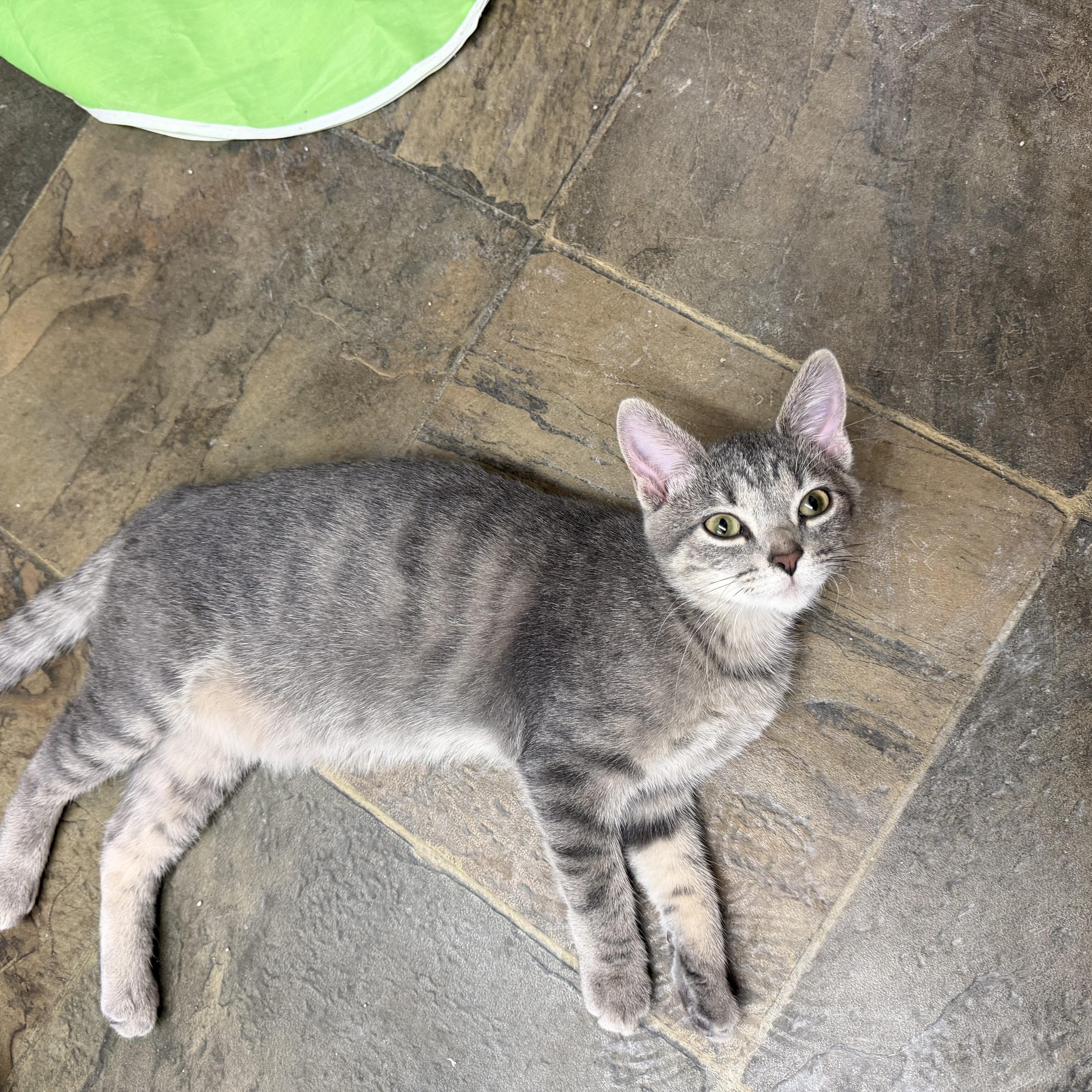 Big Trout, Adoptable, Young Male Domestic Short Hair.