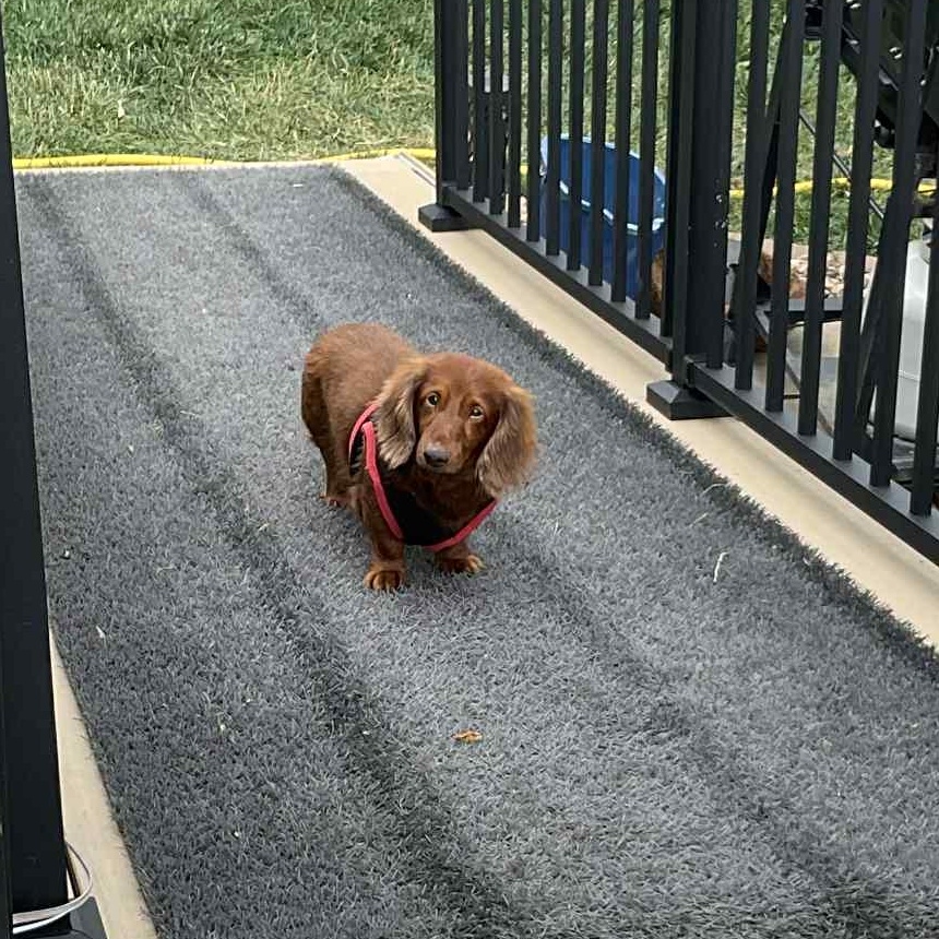 Murphy--Adoption Pending, an adoptable Dachshund in Omaha, NE, 68138 | Photo Image 3