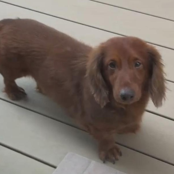 Murphy--Adoption Pending, an adoptable Dachshund in Omaha, NE, 68138 | Photo Image 2