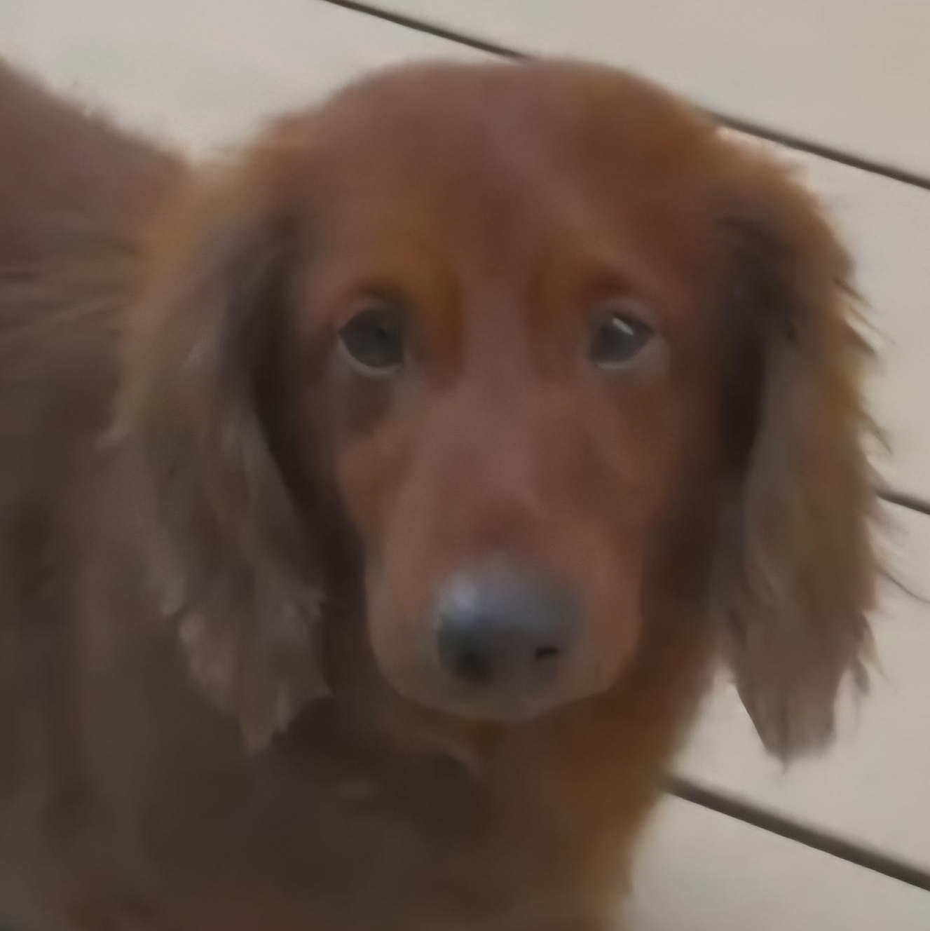 Murphy--Adoption Pending, an adoptable Dachshund in Omaha, NE, 68138 | Photo Image 1