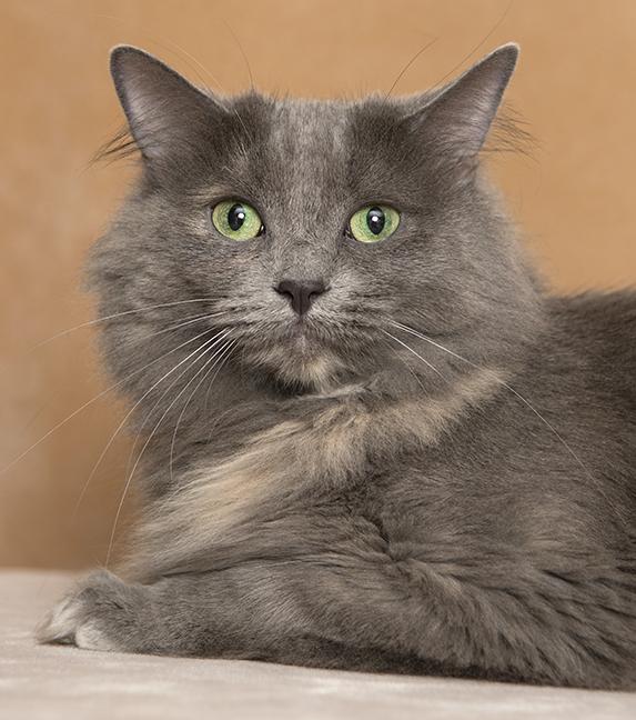 Enlarge Issa, a ADOPTABLE mixed breed in Chicago, IL image 5/6