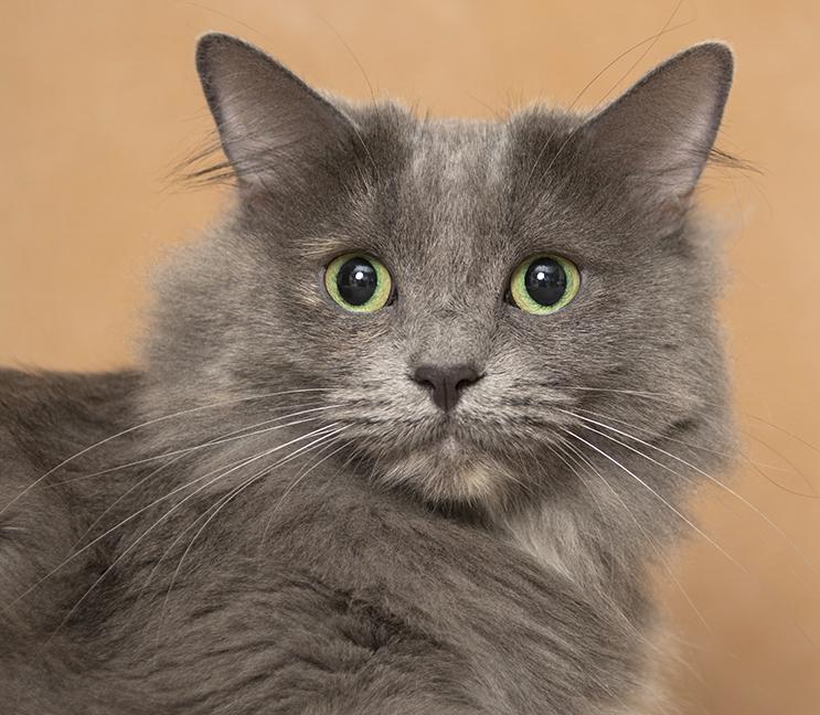 Enlarge Issa, a ADOPTABLE mixed breed in Chicago, IL image 3/6