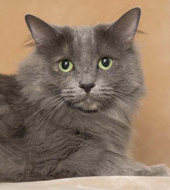 Enlarge Issa, a ADOPTABLE mixed breed in Chicago, IL image 2/6