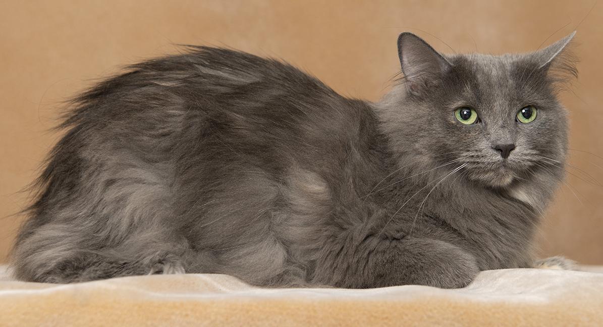 Enlarge Issa, a ADOPTABLE mixed breed in Chicago, IL image 4/6