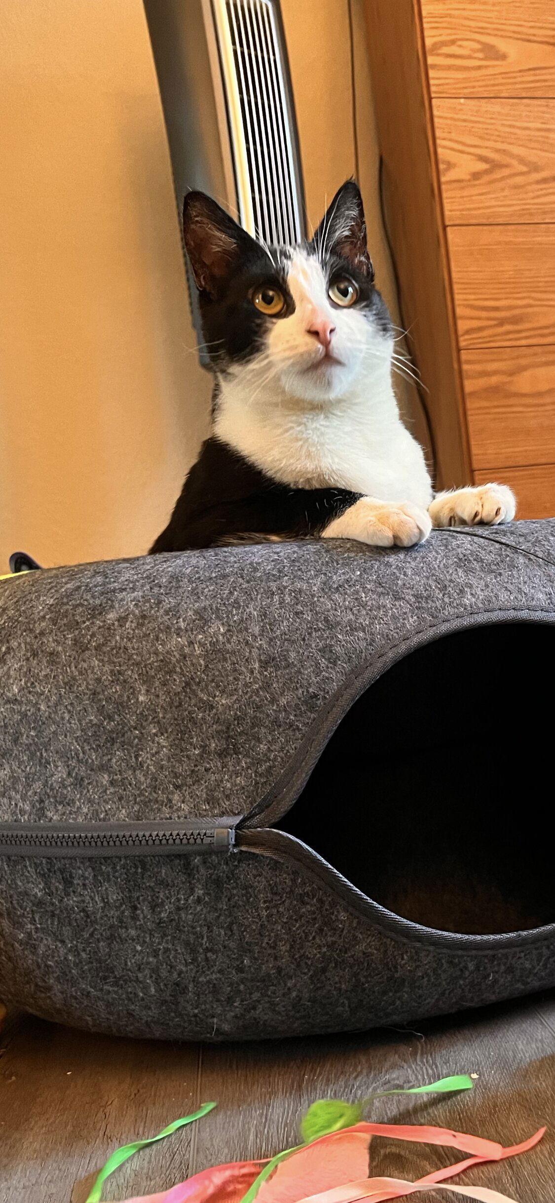 Enlarge POM POM - Bonded with Luke, a Adoptable Domestic Short Hair in Fremont, CA image 1/3