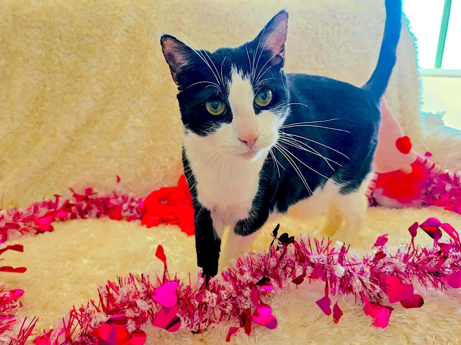 Enlarge POM POM - Bonded with Luke, a Adoptable Domestic Short Hair in Fremont, CA image 2/3