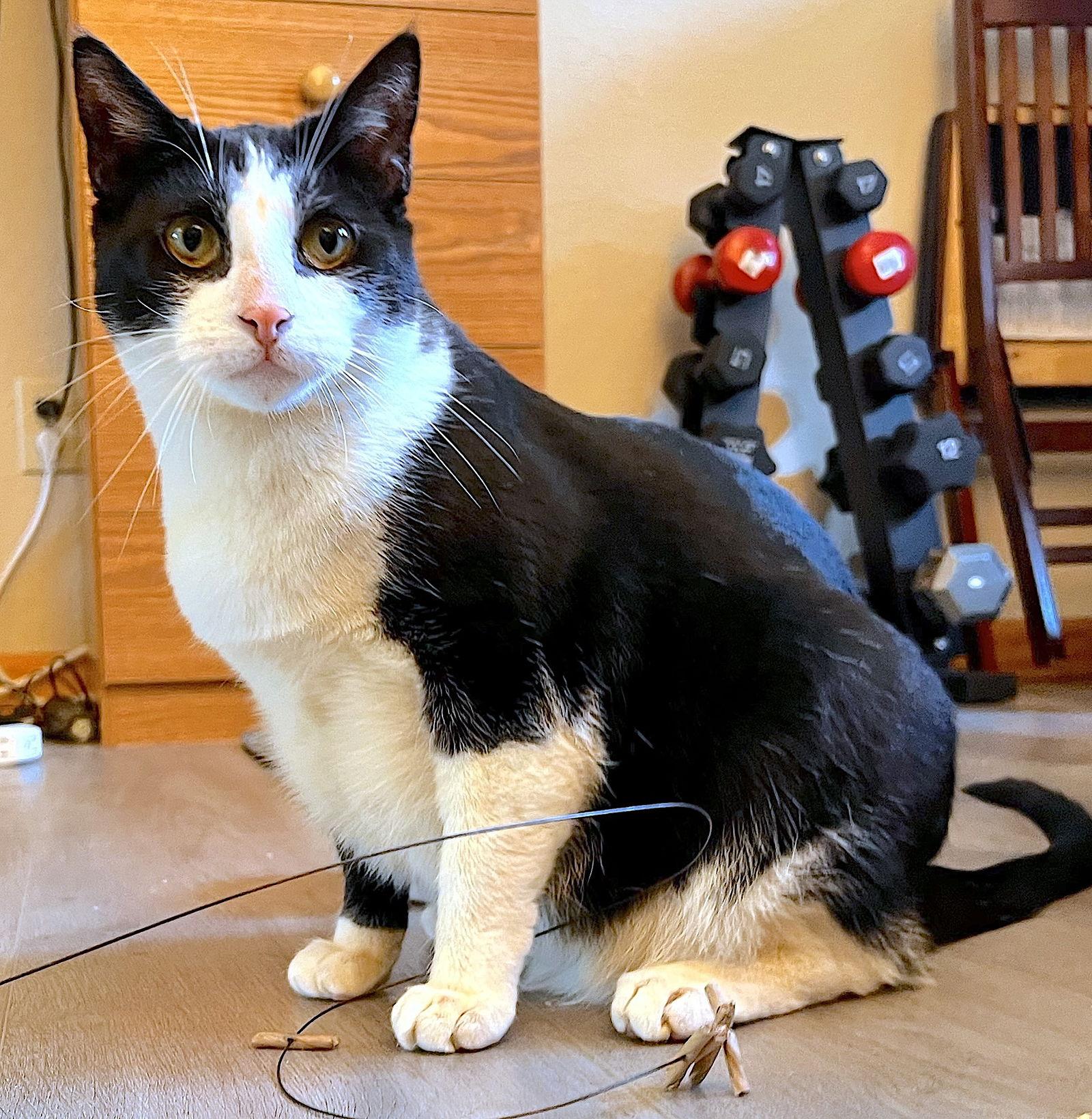 Enlarge POM POM - Bonded with Luke, a Adoptable Domestic Short Hair in Fremont, CA image 3/3