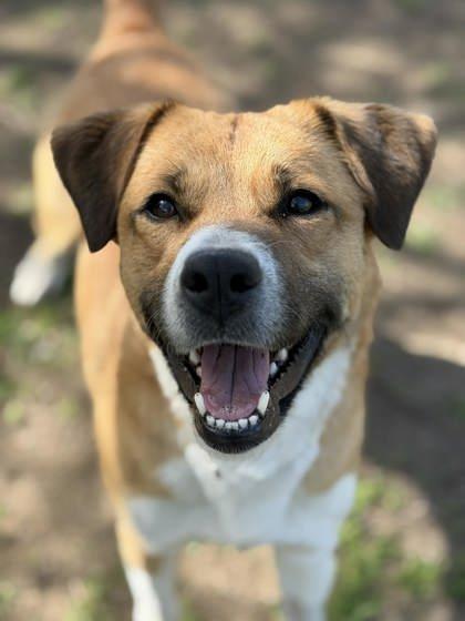 Enlarge Bella, an adoptable mixed breed in McCall, ID image 2/2