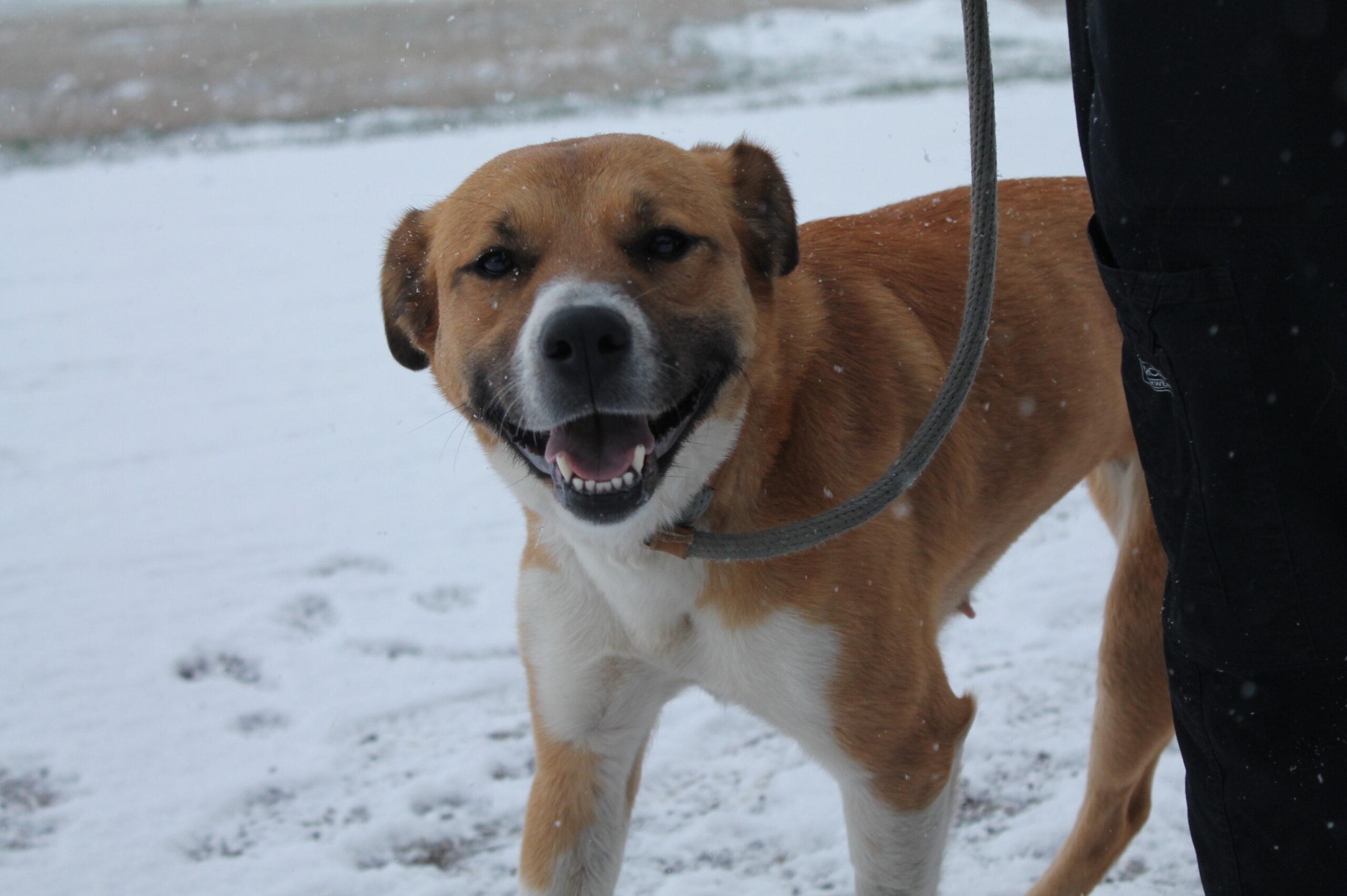 Bella, adoptable, Adult Female Mixed Breed.