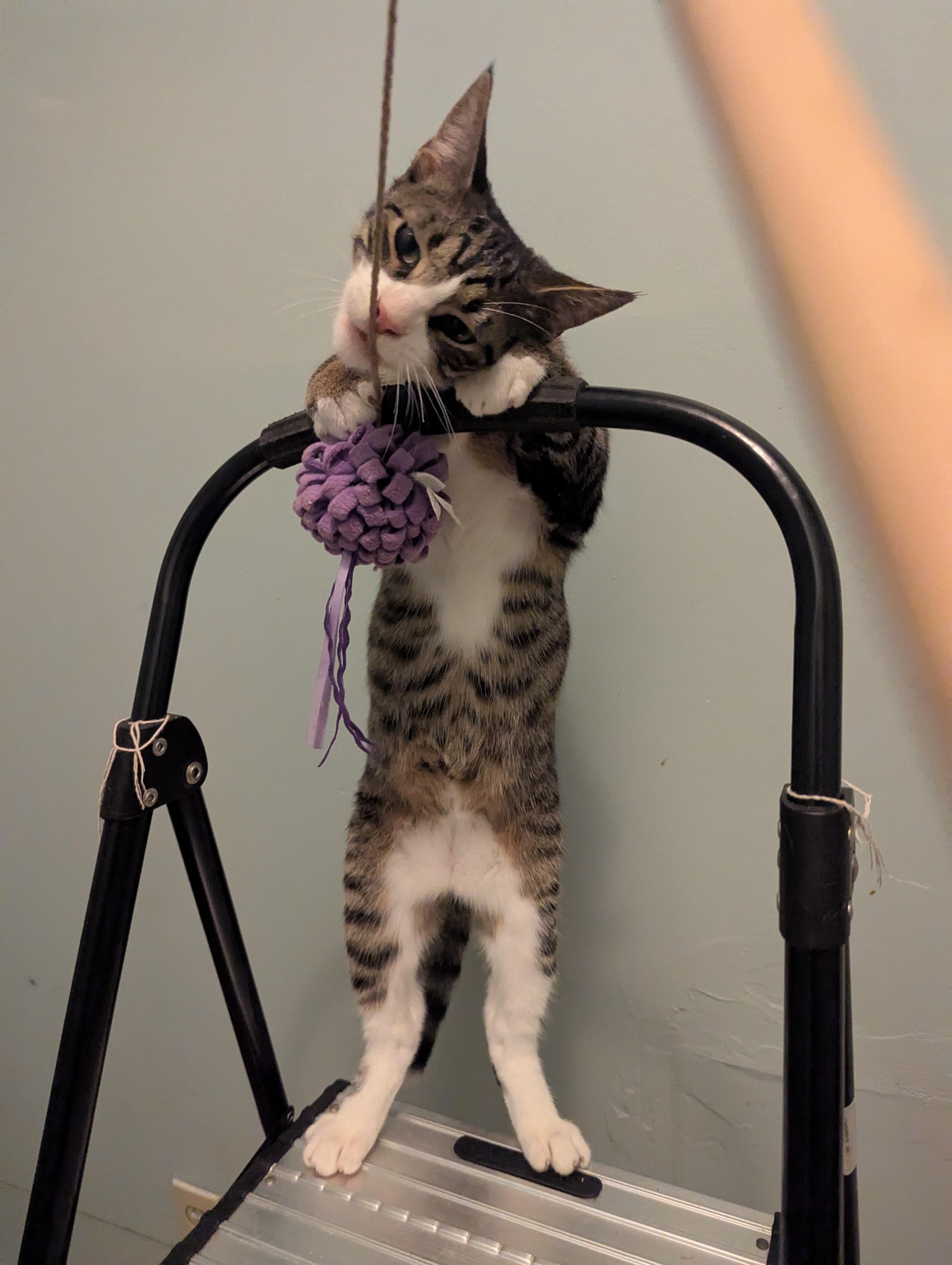 Jason, a Adoptable Tabby in Syracuse, NY image 2/5