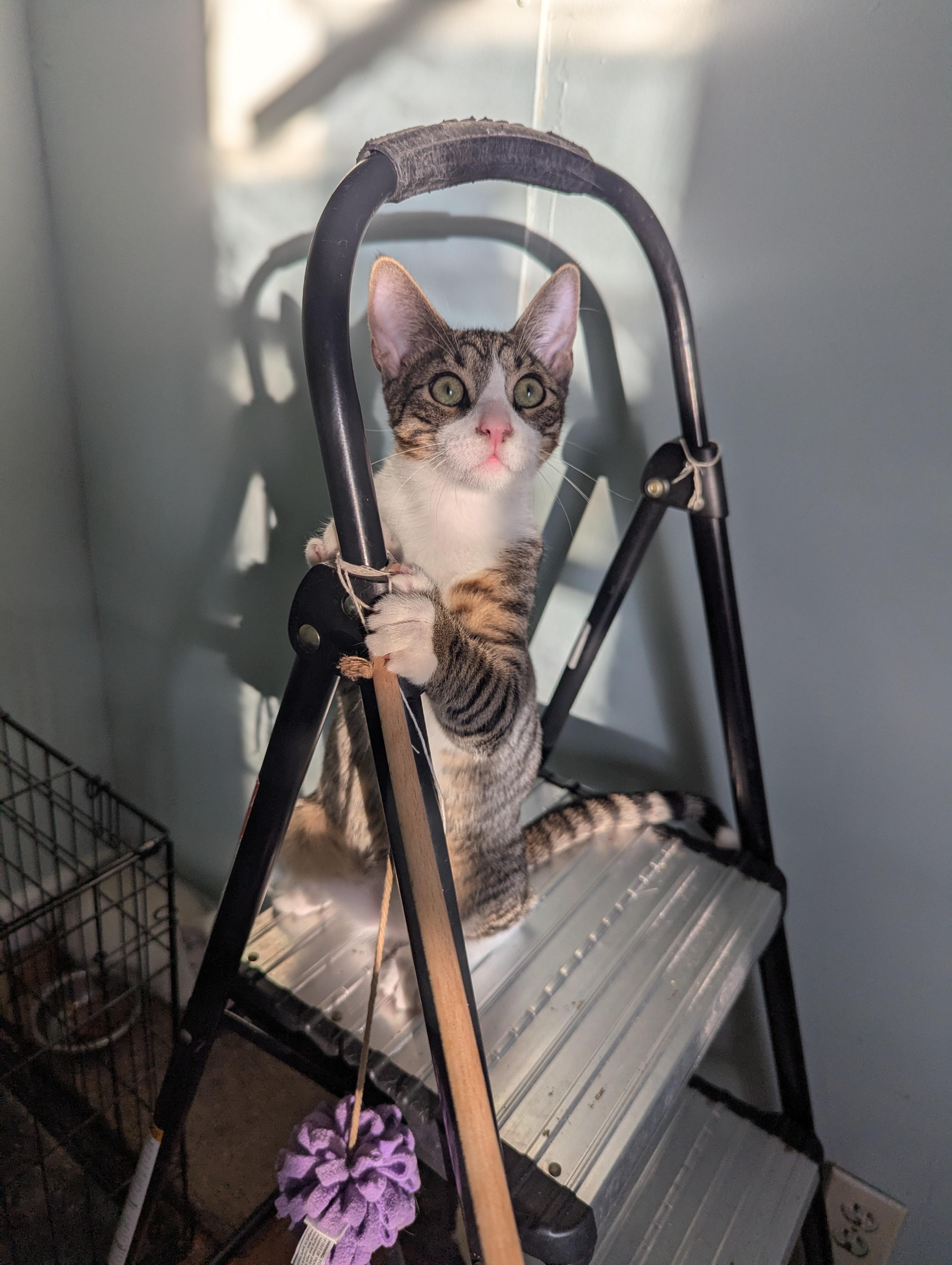 Jason, a Adoptable Tabby in Syracuse, NY image 3/5