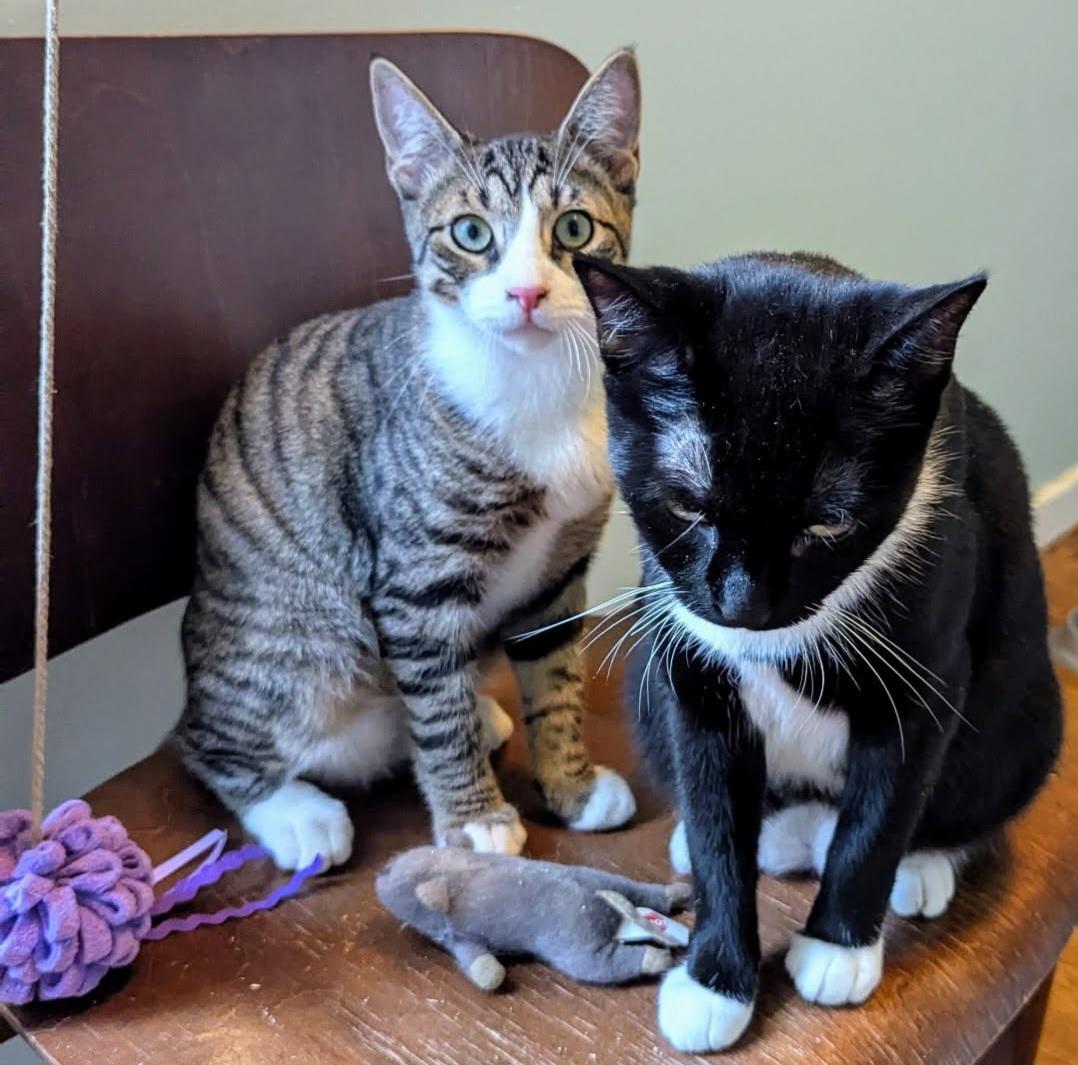 Jason, a Adoptable Tabby in Syracuse, NY image 4/5