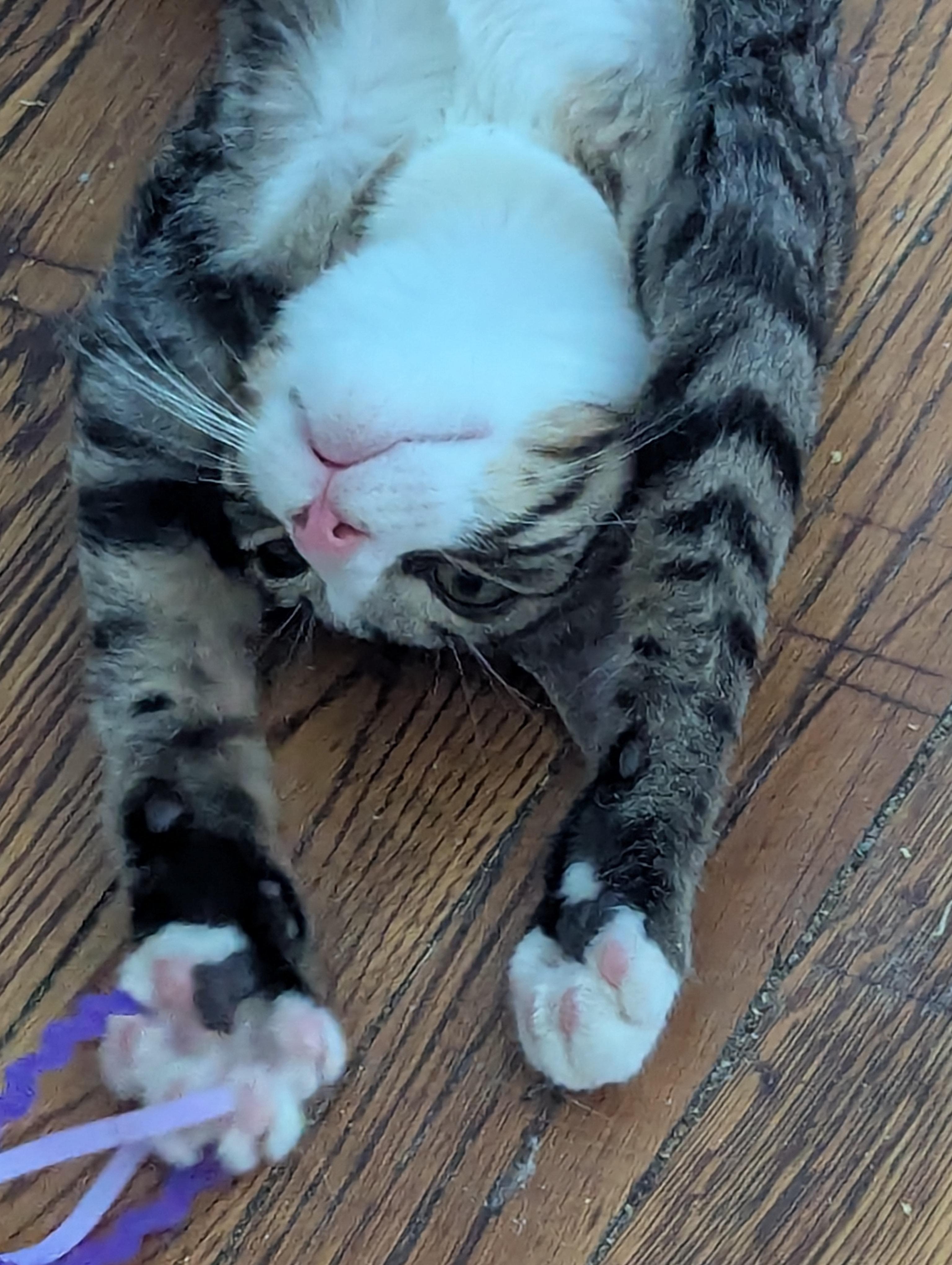 Jason, a Adoptable Tabby in Syracuse, NY image 5/5