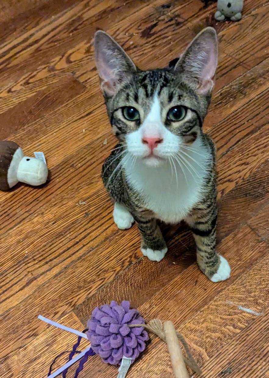 Jason, a Adoptable Tabby in Syracuse, NY image 1/5