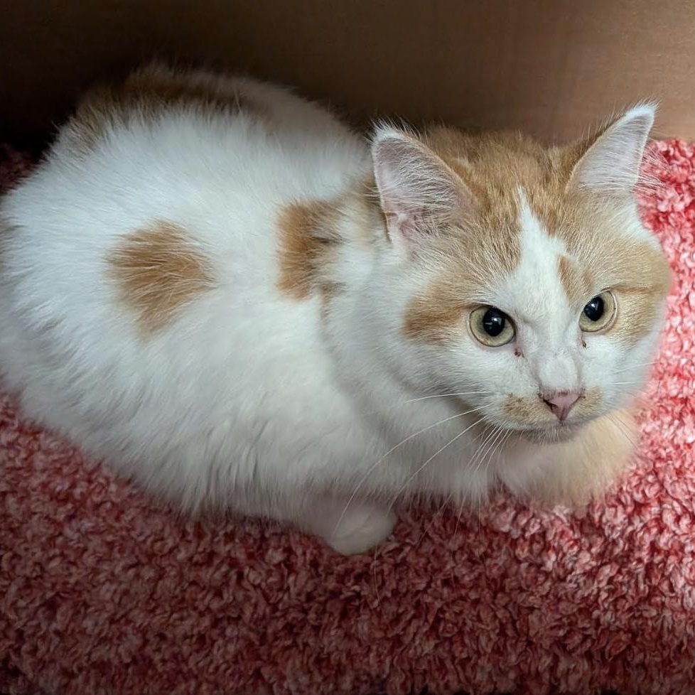 Enlarge Coconut, a Adoptable Domestic Long Hair in Plymouth, MN image 1/2
